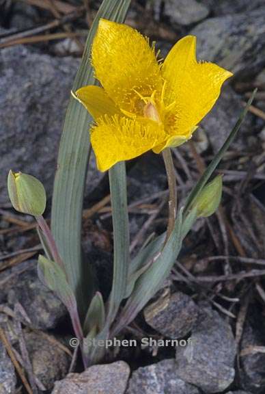 calochortus monophyllus 2 graphic